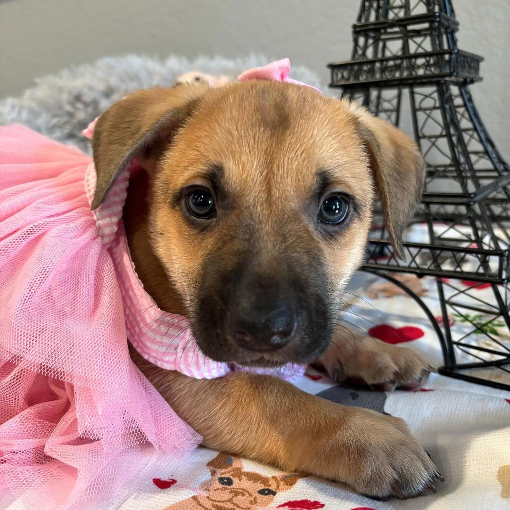 Enlarge Dixie (Amicia), a Adoptable mixed breed in Weatherford, TX image 3/6