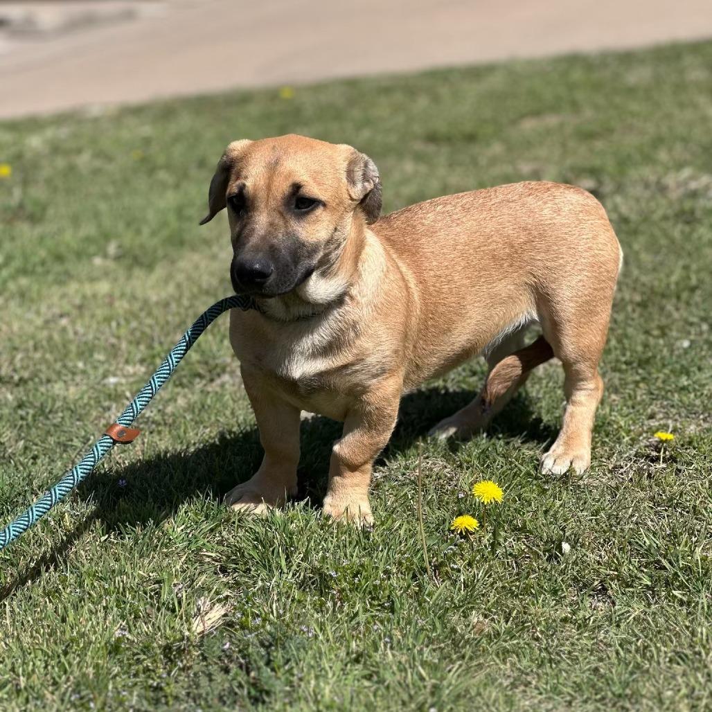 Enlarge Dixie (Amicia), a Adoptable mixed breed in Weatherford, TX image 6/6