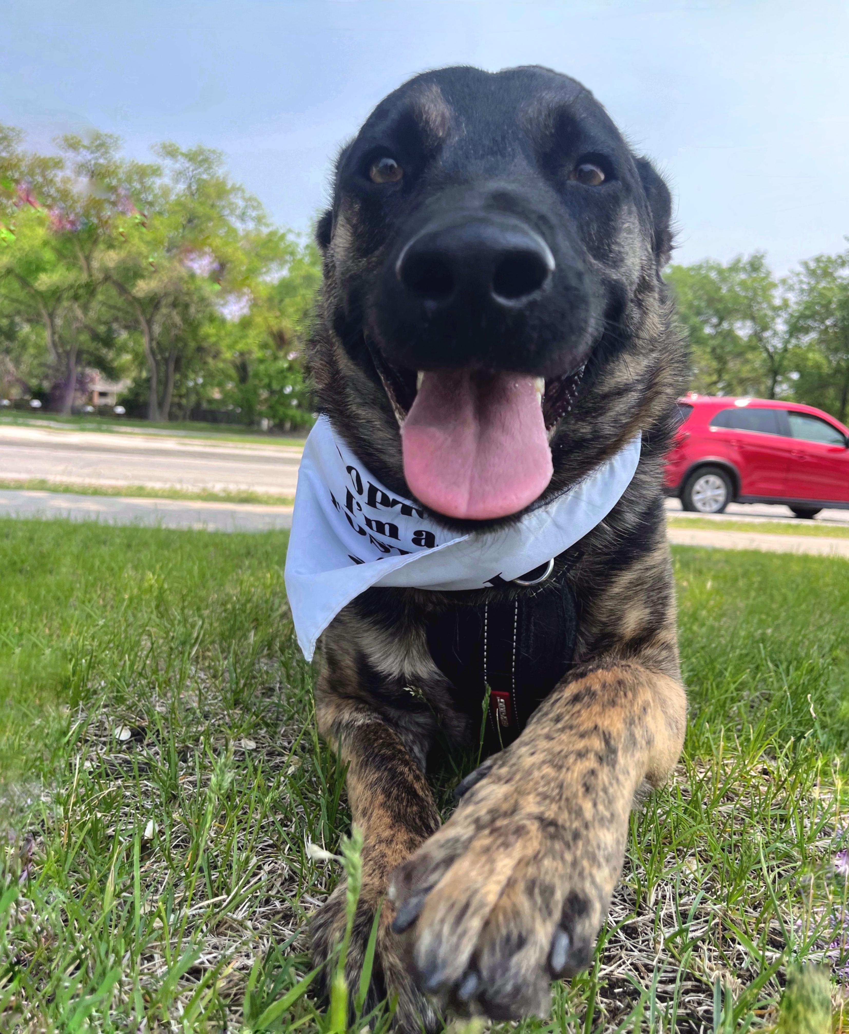 Danny, an adoptable German Shepherd Dog in Winnipeg, MB, R2C 1P2 | Photo Image 2