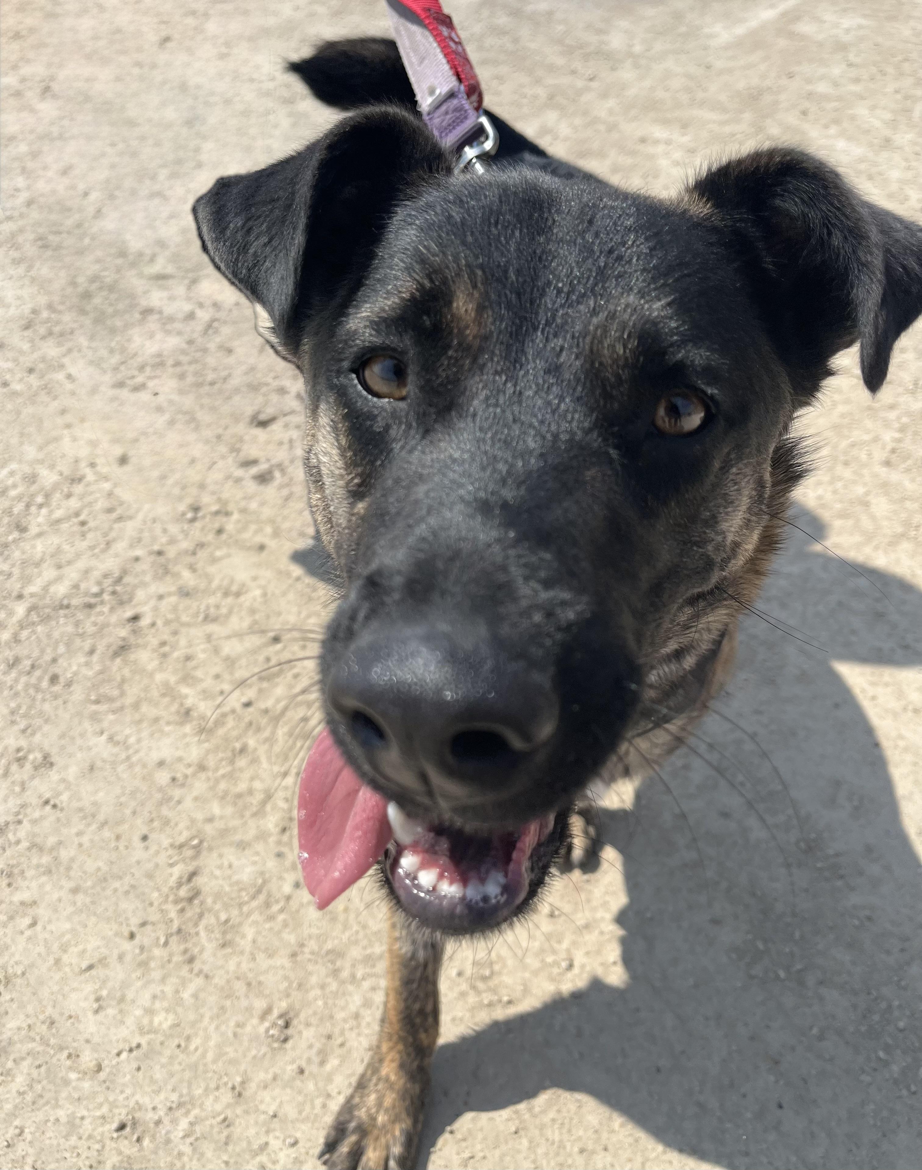 Danny, an adoptable German Shepherd Dog in Winnipeg, MB, R2C 1P2 | Photo Image 3