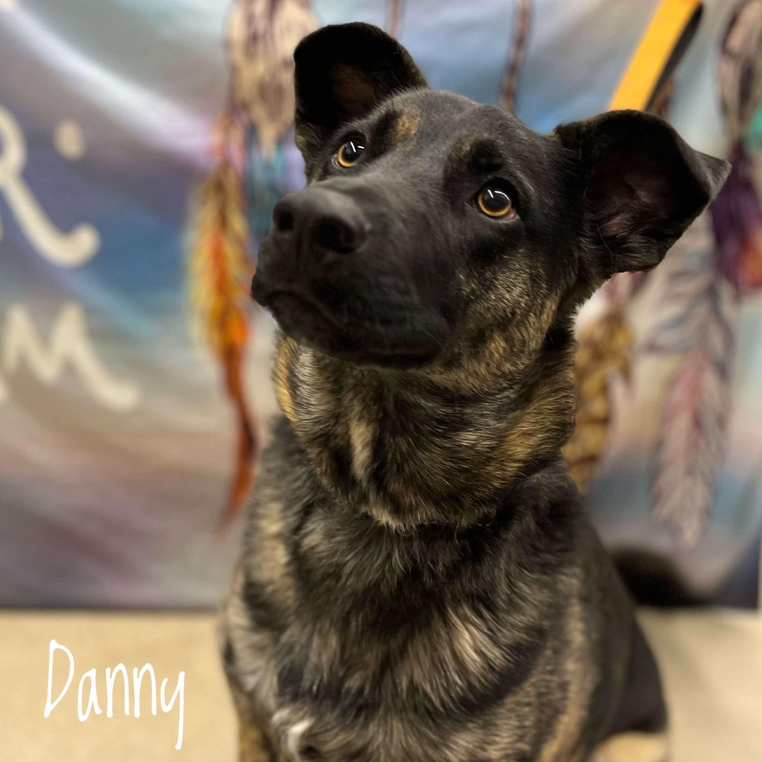 Danny, an adoptable German Shepherd Dog in Winnipeg, MB, R2C 1P2 | Photo Image 1