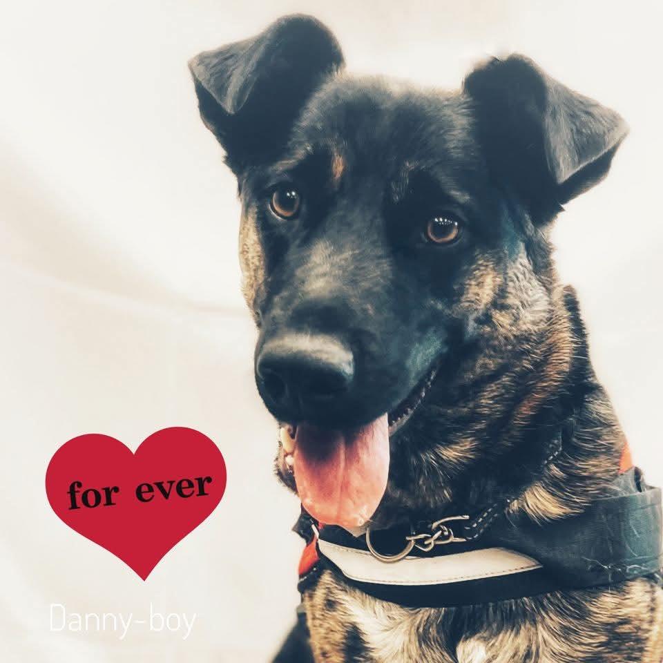 Danny, an adoptable German Shepherd Dog in Winnipeg, MB, R2C 1P2 | Photo Image 4