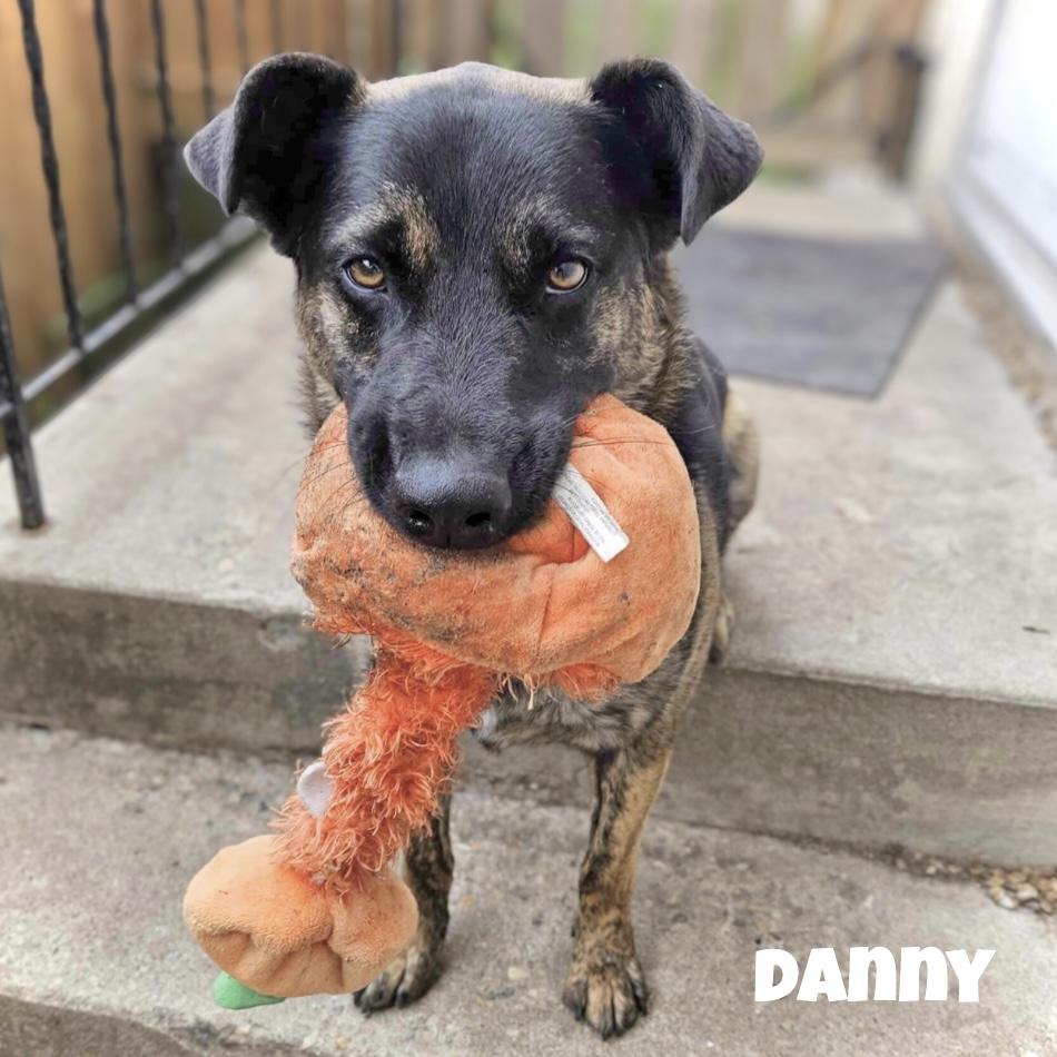 Danny, an adoptable German Shepherd Dog in Winnipeg, MB, R2C 1P2 | Photo Image 1