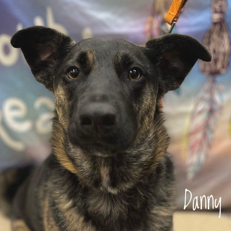 Danny, an adoptable German Shepherd Dog in Winnipeg, MB, R2C 1P2 | Photo Image 3