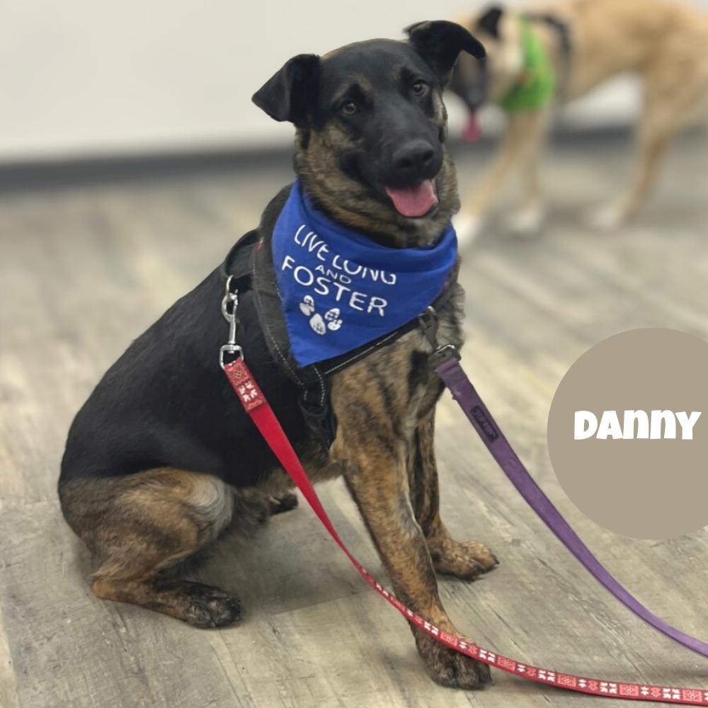 Danny, an adoptable German Shepherd Dog in Winnipeg, MB, R2C 1P2 | Photo Image 2