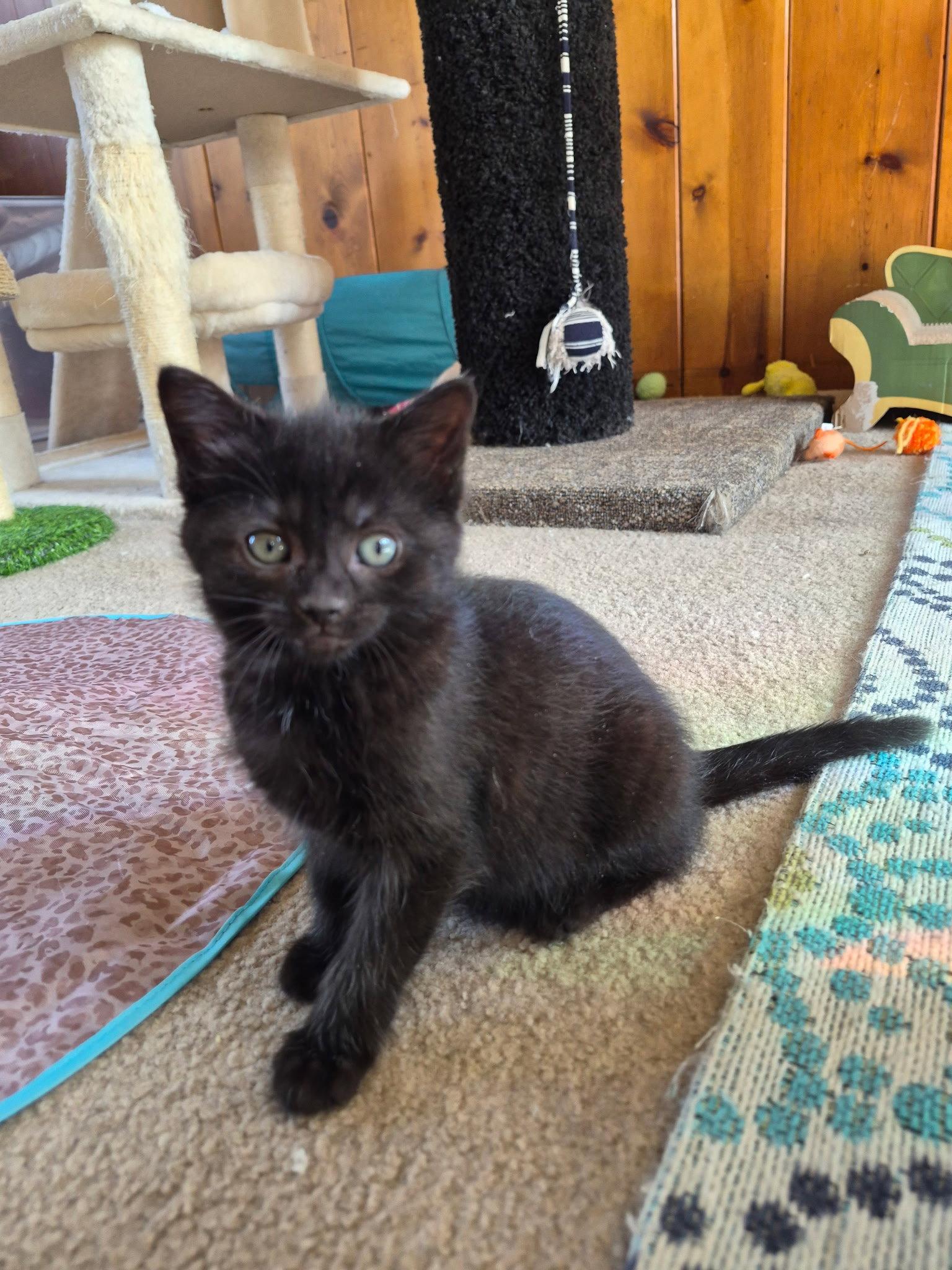 C310 litter Bridget, Adopted, Kitten Female Domestic Short Hair.