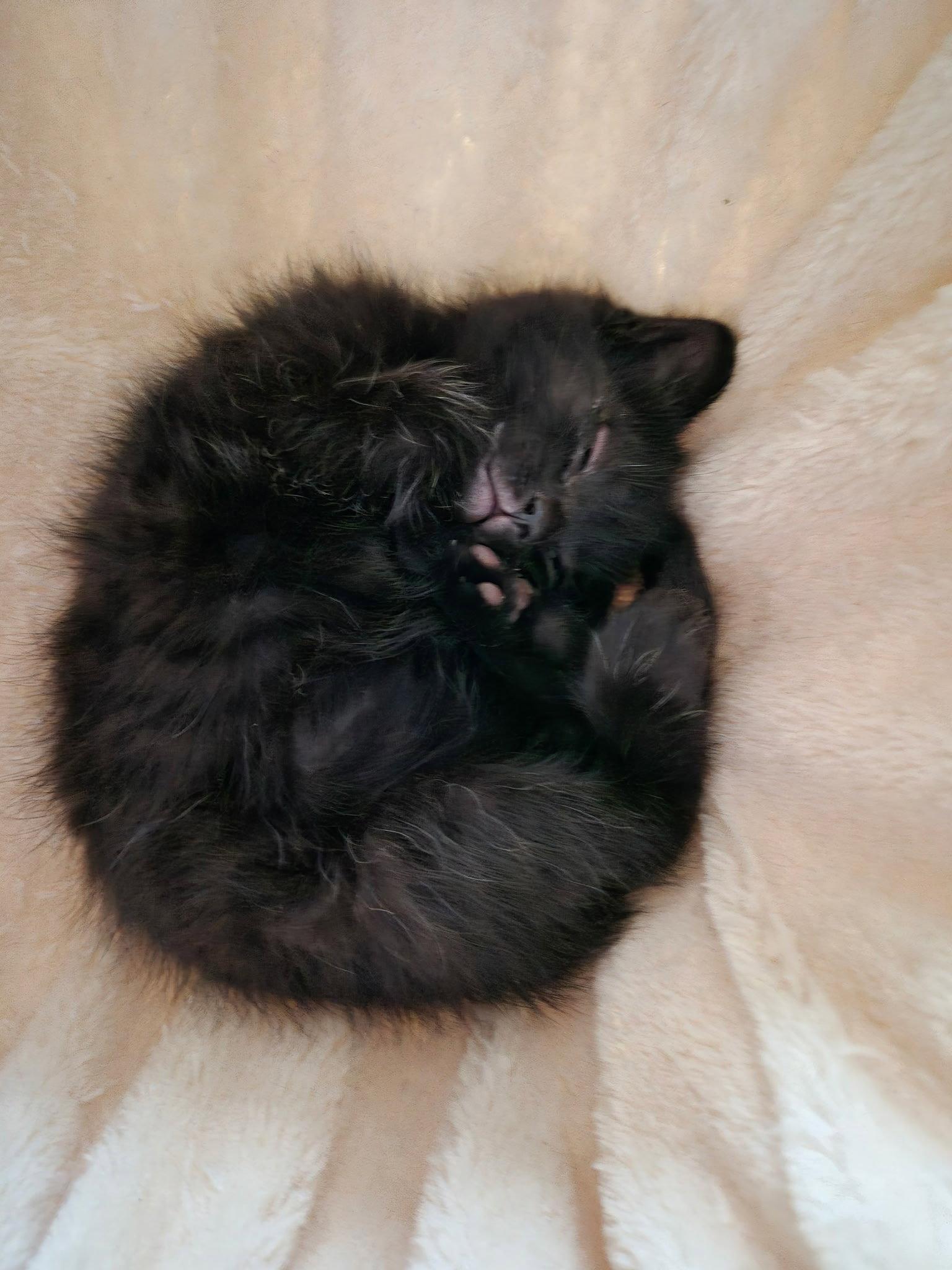 Enlarge C310 litter Bridget, a Adopted Domestic Short Hair in Livonia, MI image 3/3