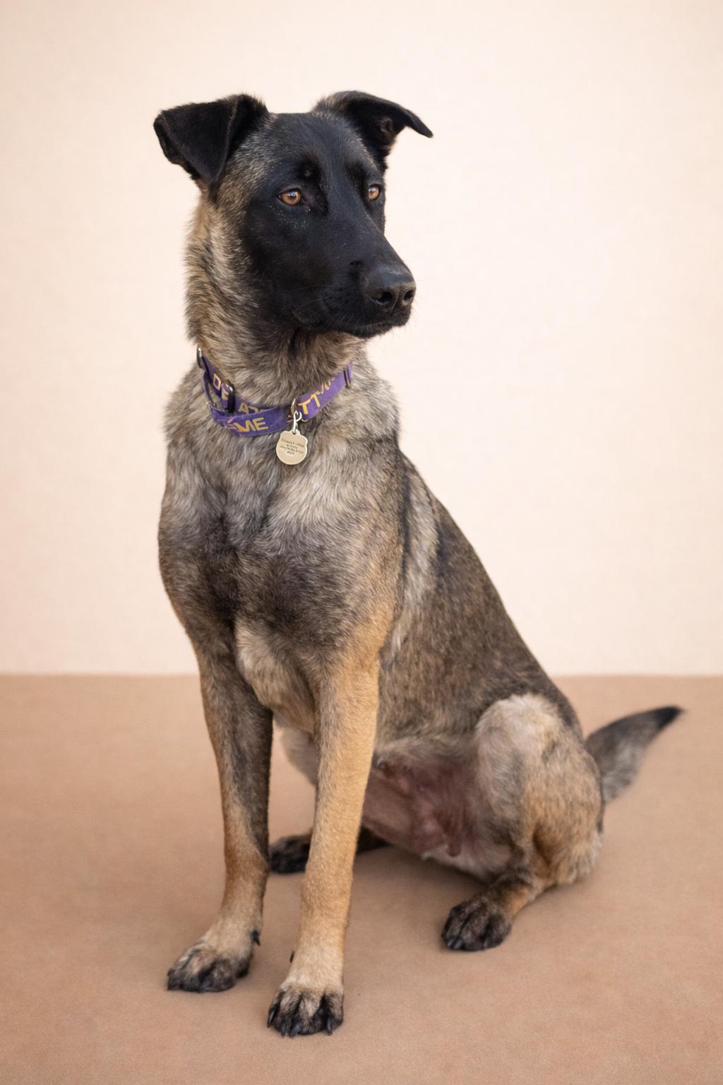 Enlarge Kika, a Adoptable mixed breed in San Pedro, CA image 5/5