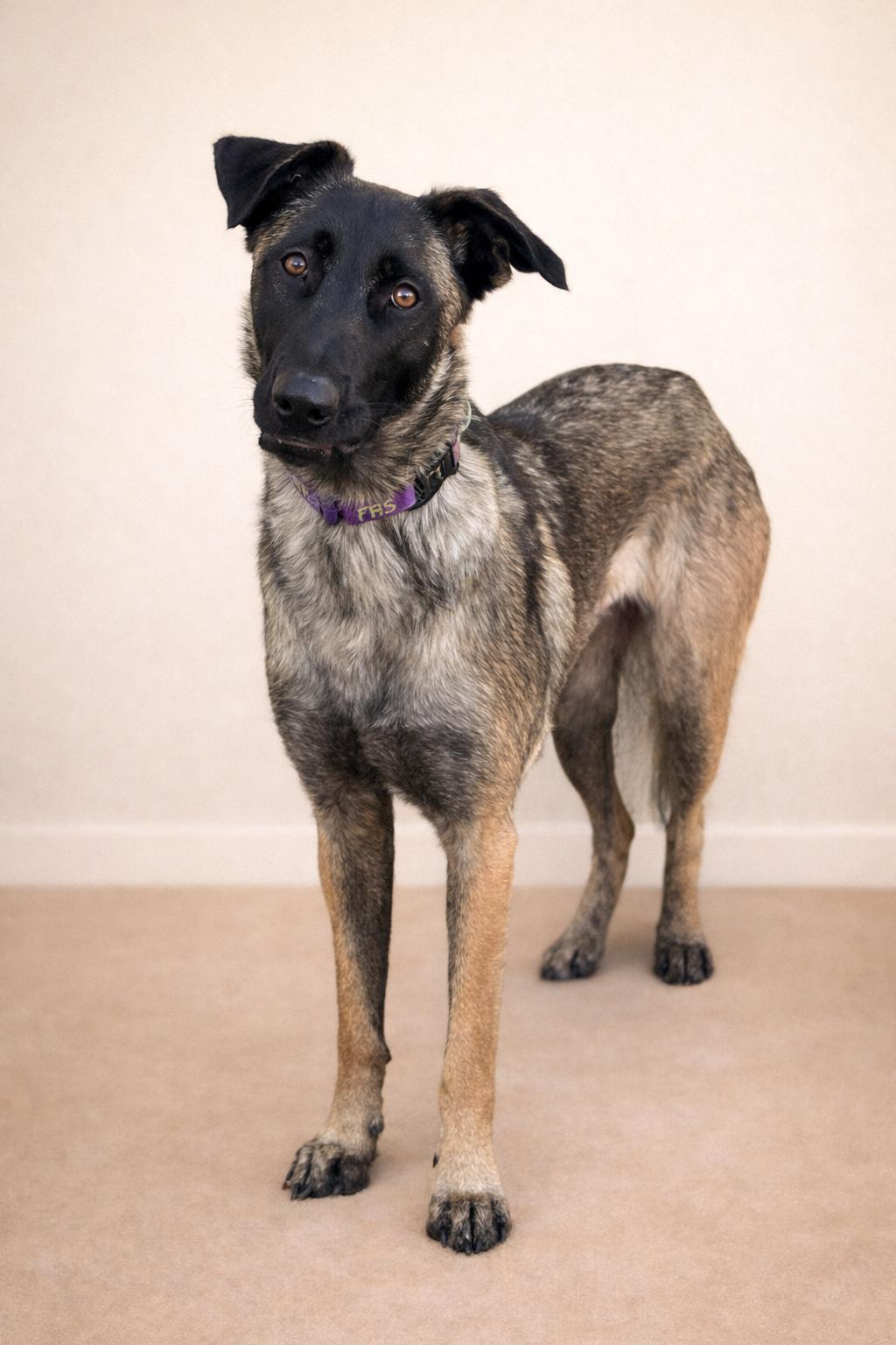 Enlarge Kika, a Adoptable mixed breed in San Pedro, CA image 2/5