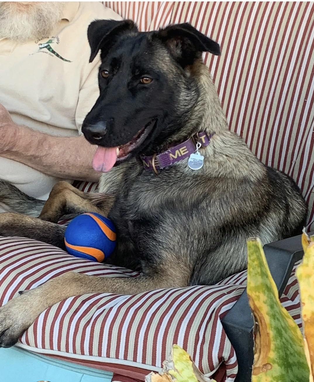 Enlarge Kika, a Adoptable mixed breed in San Pedro, CA image 3/5