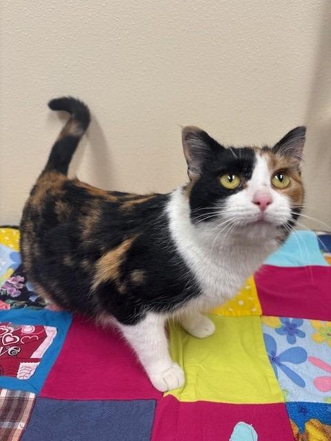 Enlarge Orla, a Adoptable mixed breed in Ladysmith, WI image 1/4