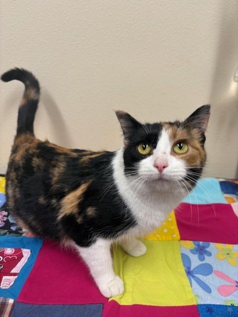 Enlarge Orla, a Adoptable mixed breed in Ladysmith, WI image 2/4