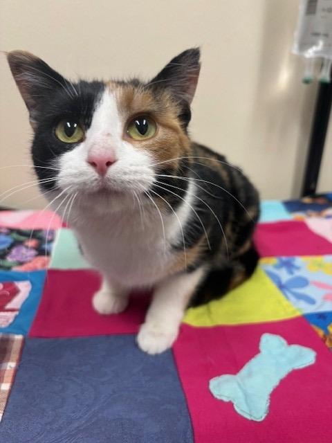 Enlarge Orla, a Adoptable mixed breed in Ladysmith, WI image 3/4