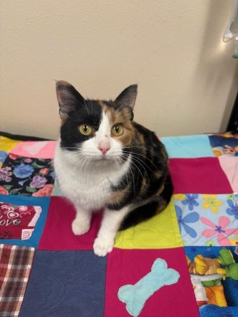 Enlarge Orla, a Adoptable mixed breed in Ladysmith, WI image 4/4