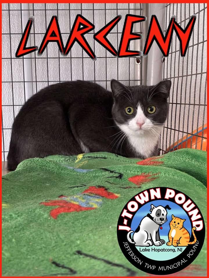 Enlarge Outlaws - Larceny - Gentle Cat Buddy, a Adoptable Domestic Short Hair in Lake Hopatcong, NJ image 3/6