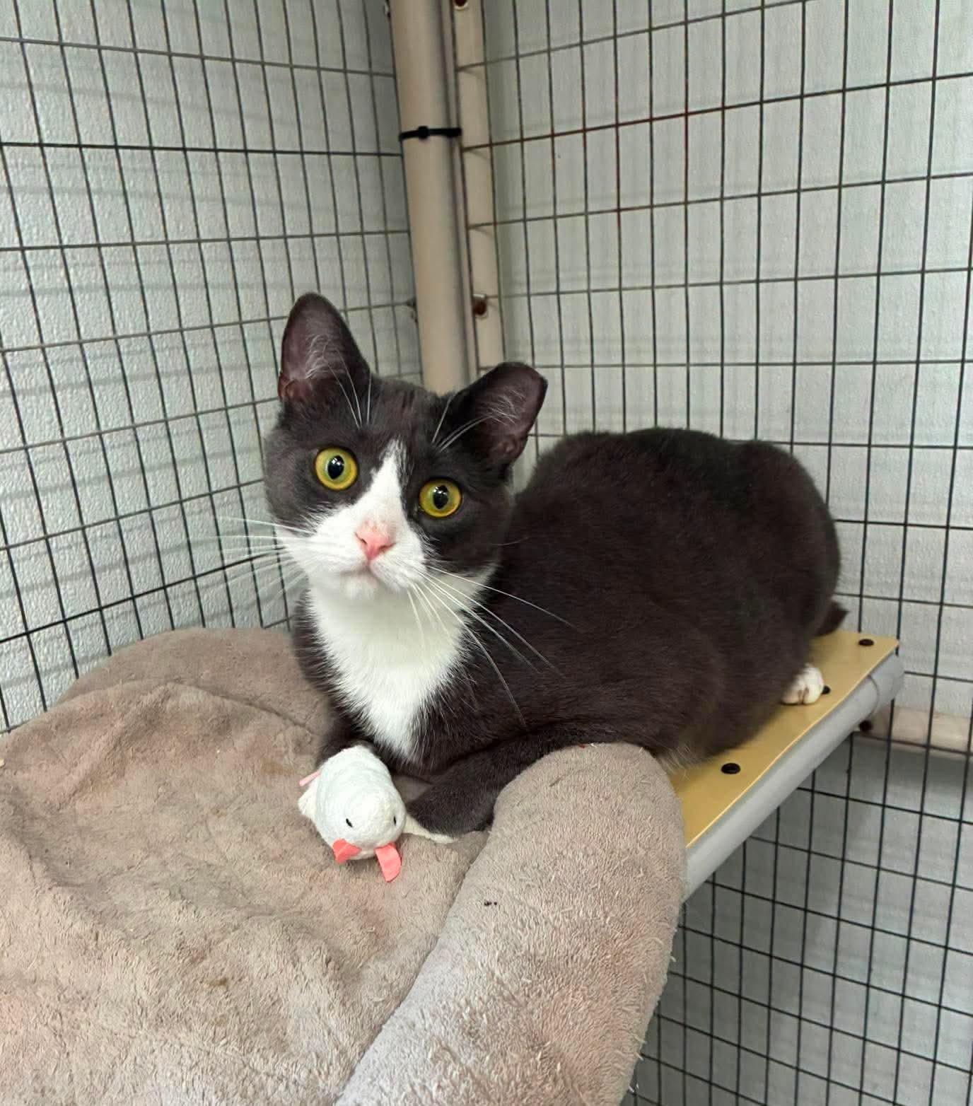 Outlaws - Larceny - Gentle Cat Buddy, Adoptable, Kitten Female Domestic Short Hair.
