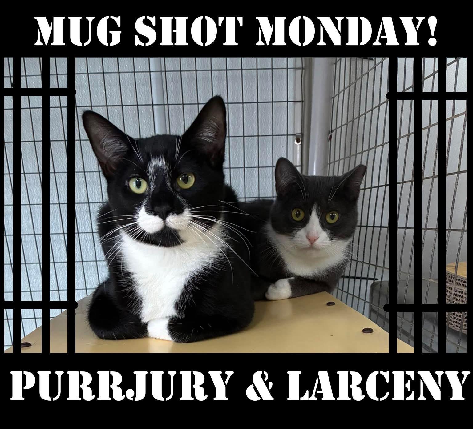 Enlarge Outlaws - Larceny - Gentle Cat Buddy, a Adoptable Domestic Short Hair in Lake Hopatcong, NJ image 6/6