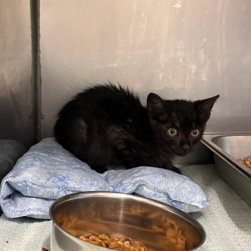 Spit Fire, Adoptable, Young Male Domestic Short Hair.