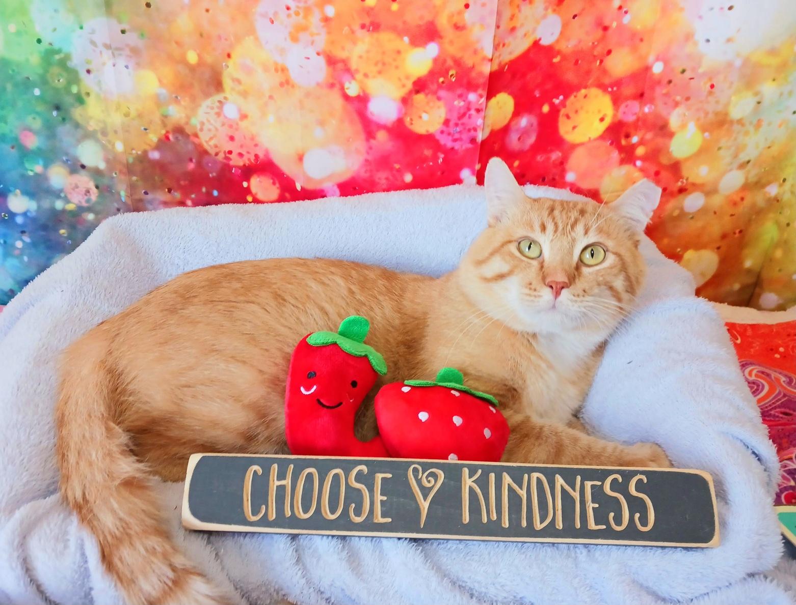 Enlarge Sir Flame, a Adopted Tabby in Mesa, AZ image 3/4