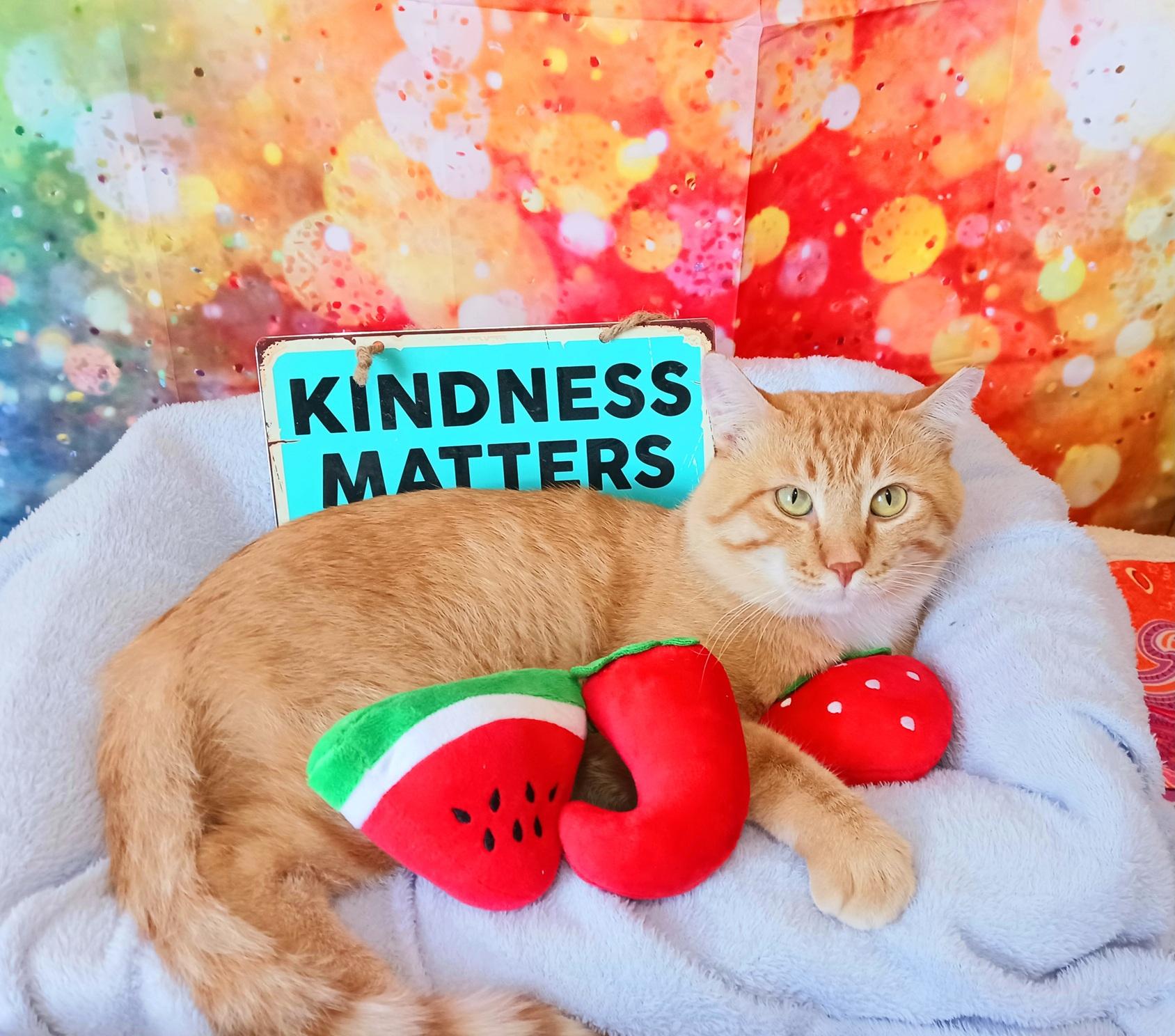Enlarge Sir Flame, a Adopted Tabby in Mesa, AZ image 1/4
