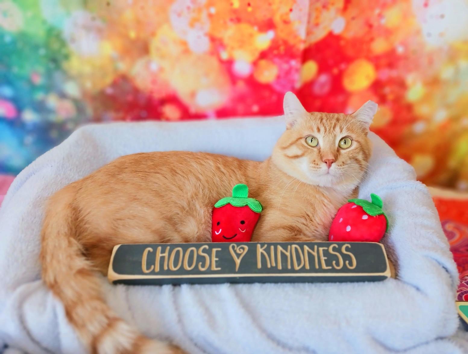 Enlarge Sir Flame, a Adopted Tabby in Mesa, AZ image 2/4