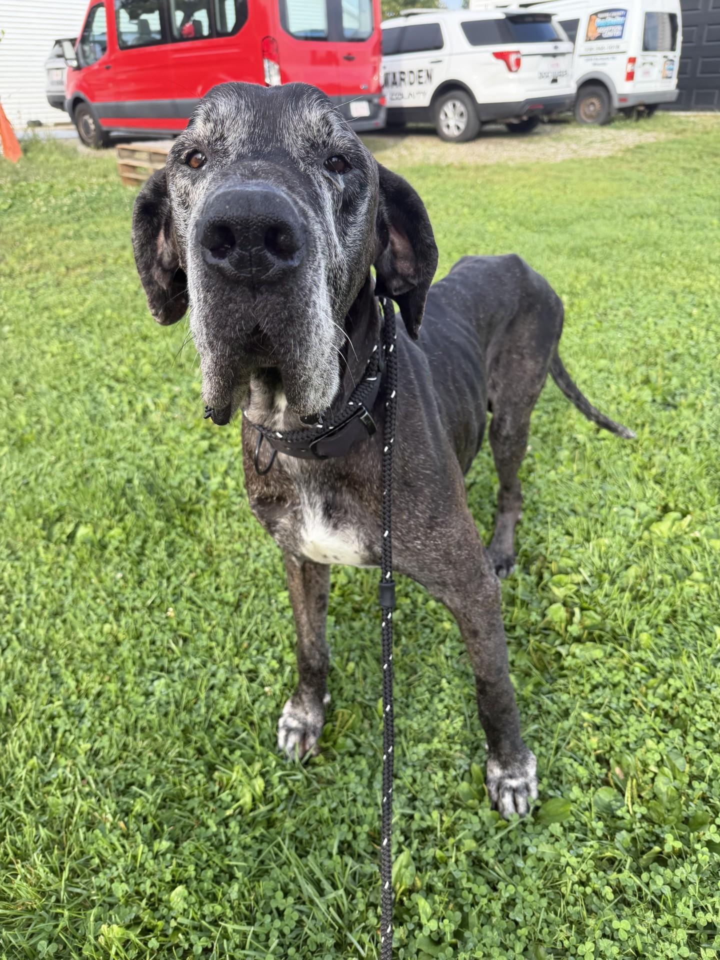 Enlarge Chief, a Adopted mixed breed in Wooster, OH image 1/1