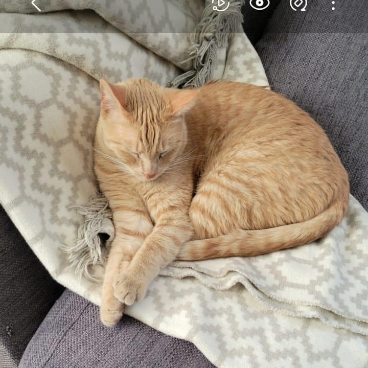 Güero (bonded w/Chantie), Adult Male American Shorthair