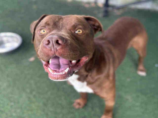 Enlarge CADBURY, a Adoptable Pit Bull Terrier in Bonita, CA image 1/1