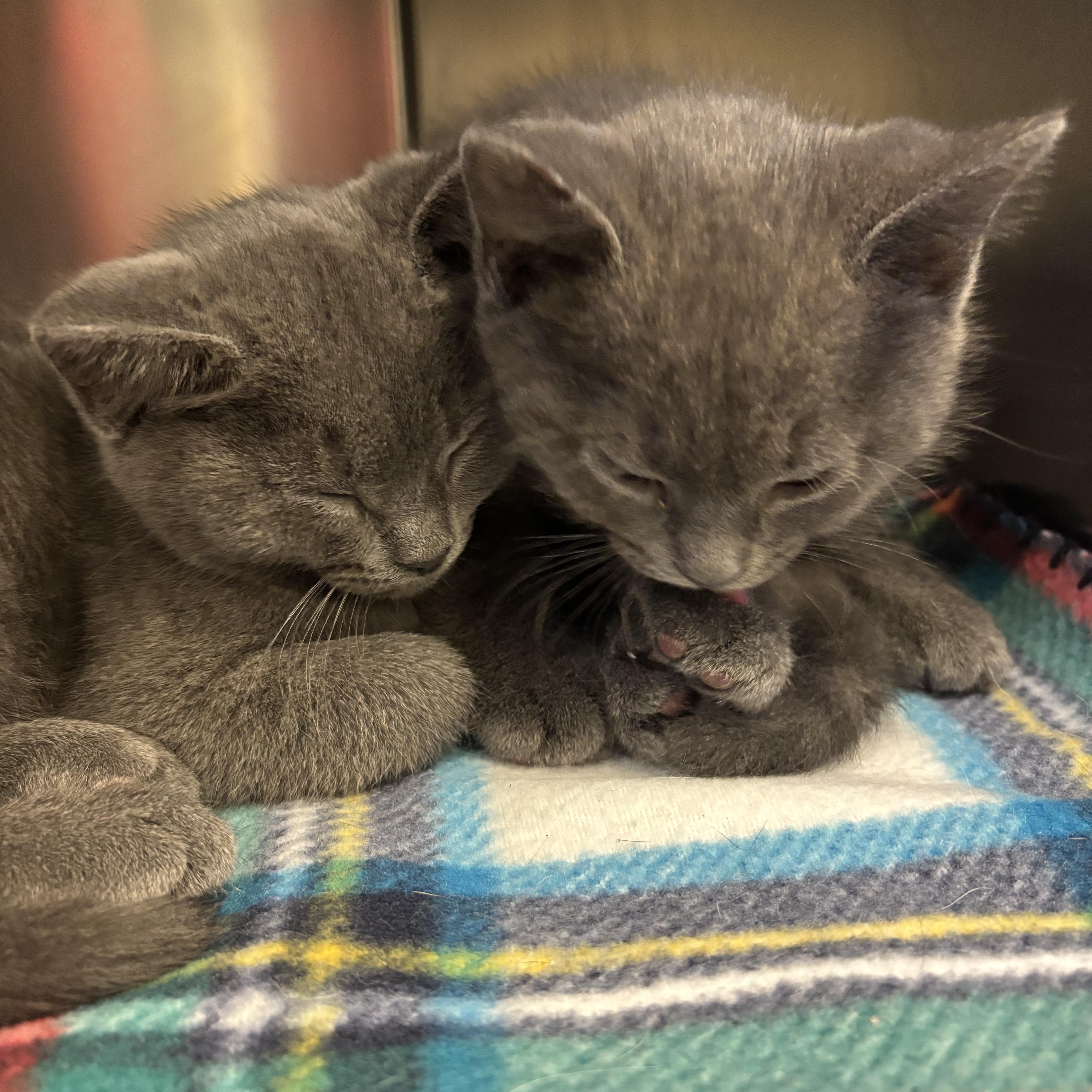 Enlarge Udon, a Adopted Domestic Short Hair in Topsham, ME image 3/3