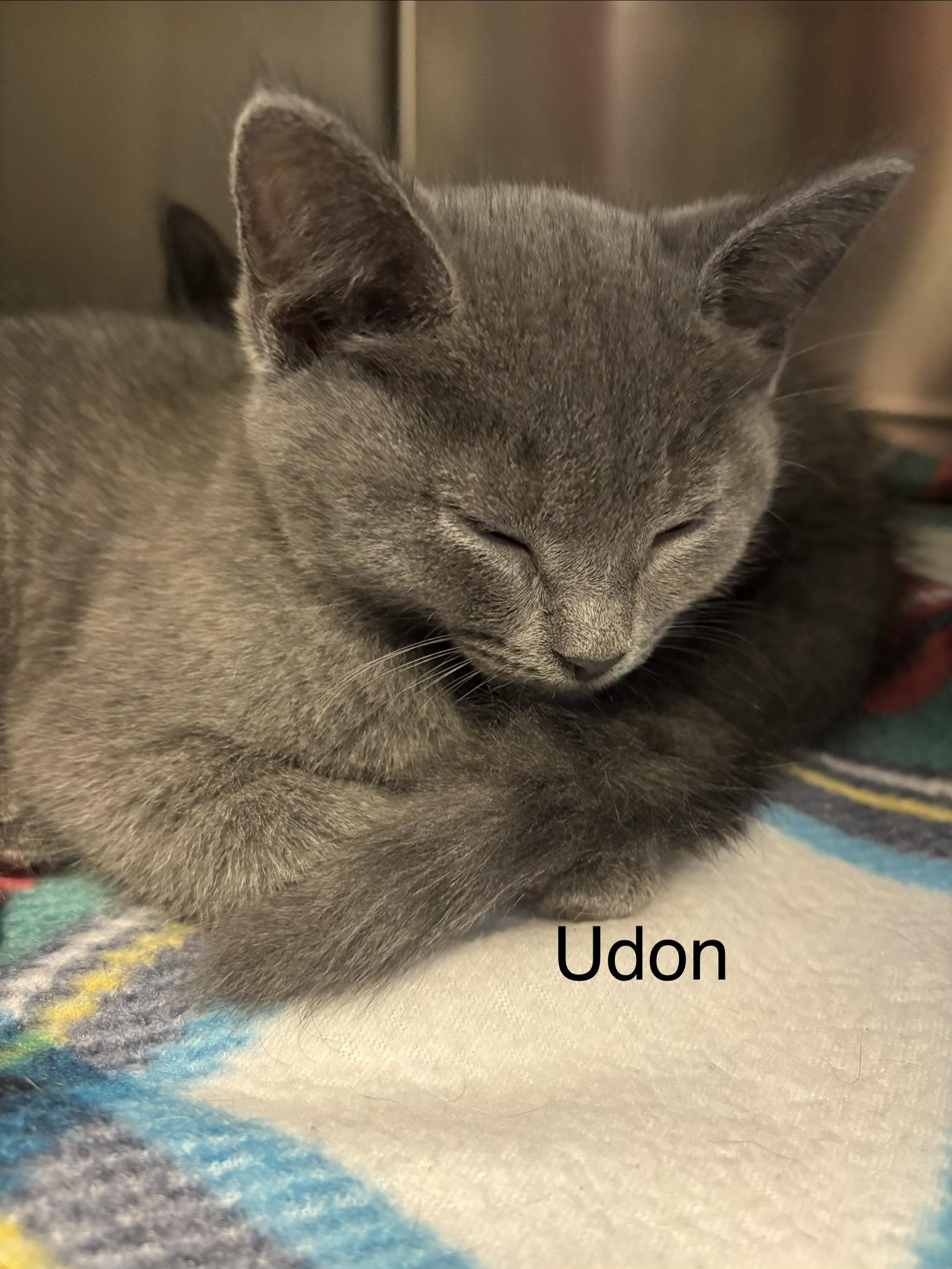 Udon, Adopted, Kitten Male Domestic Short Hair.