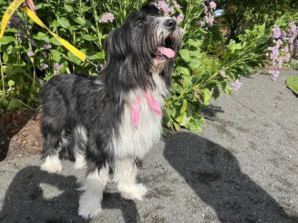 Santita (TX), Adoptable, Adult Female Terrier.