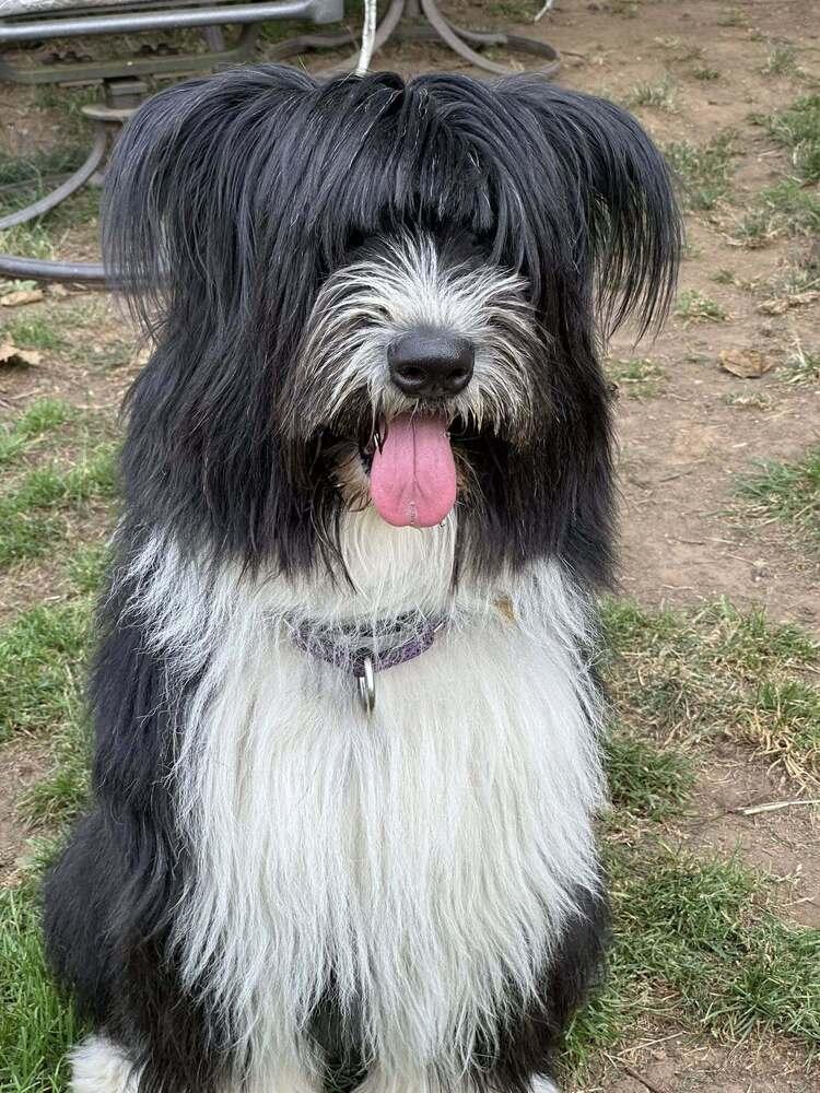 Santita (TX), a Adoptable Terrier in New York, NY image 2/3