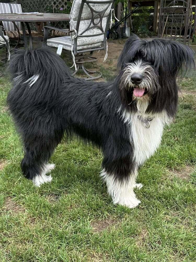 Santita (TX), a Adoptable Terrier in New York, NY image 3/3