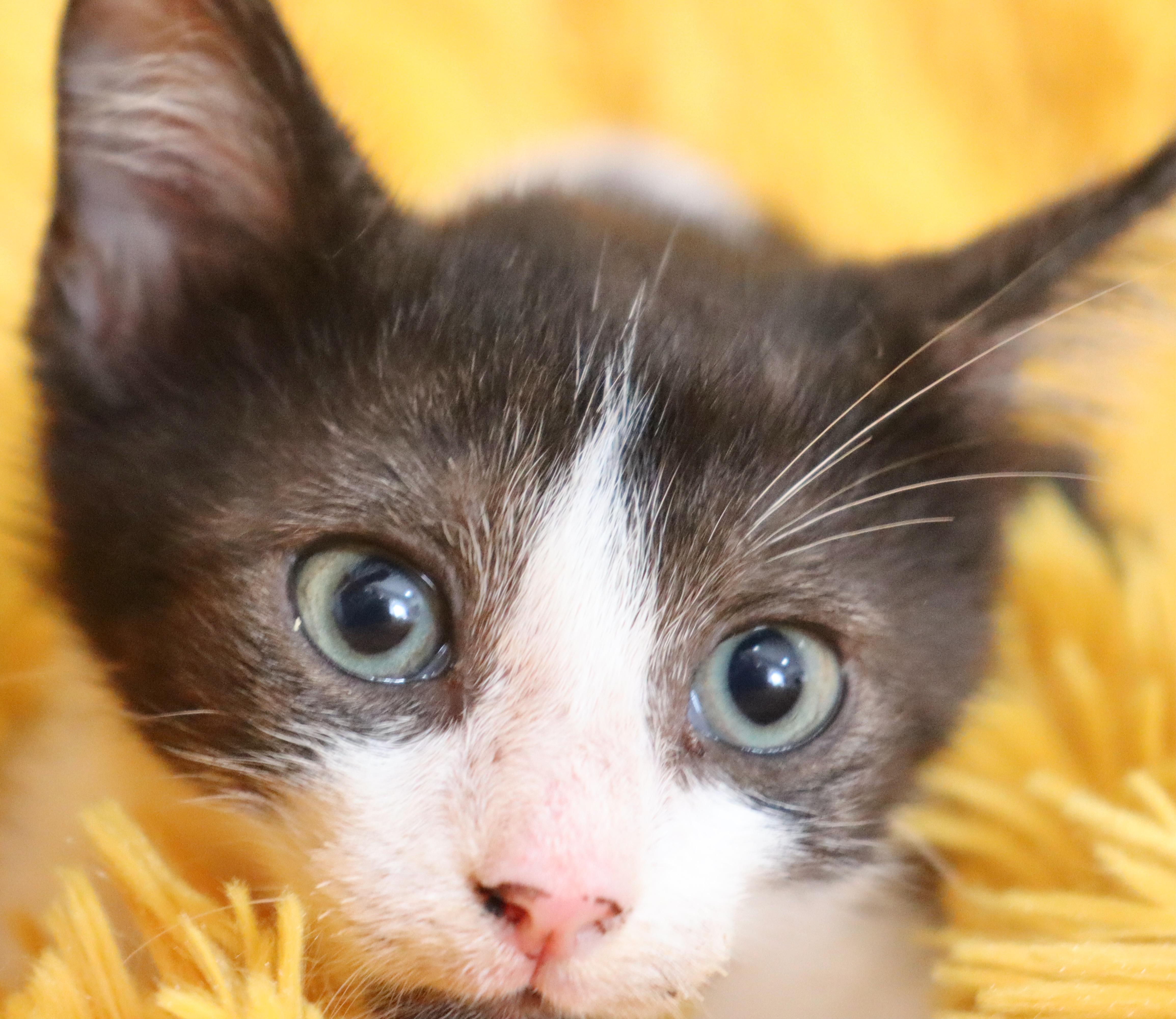 Enlarge Cane, a Adoptable mixed breed in Saint Augustine, FL image 2/6