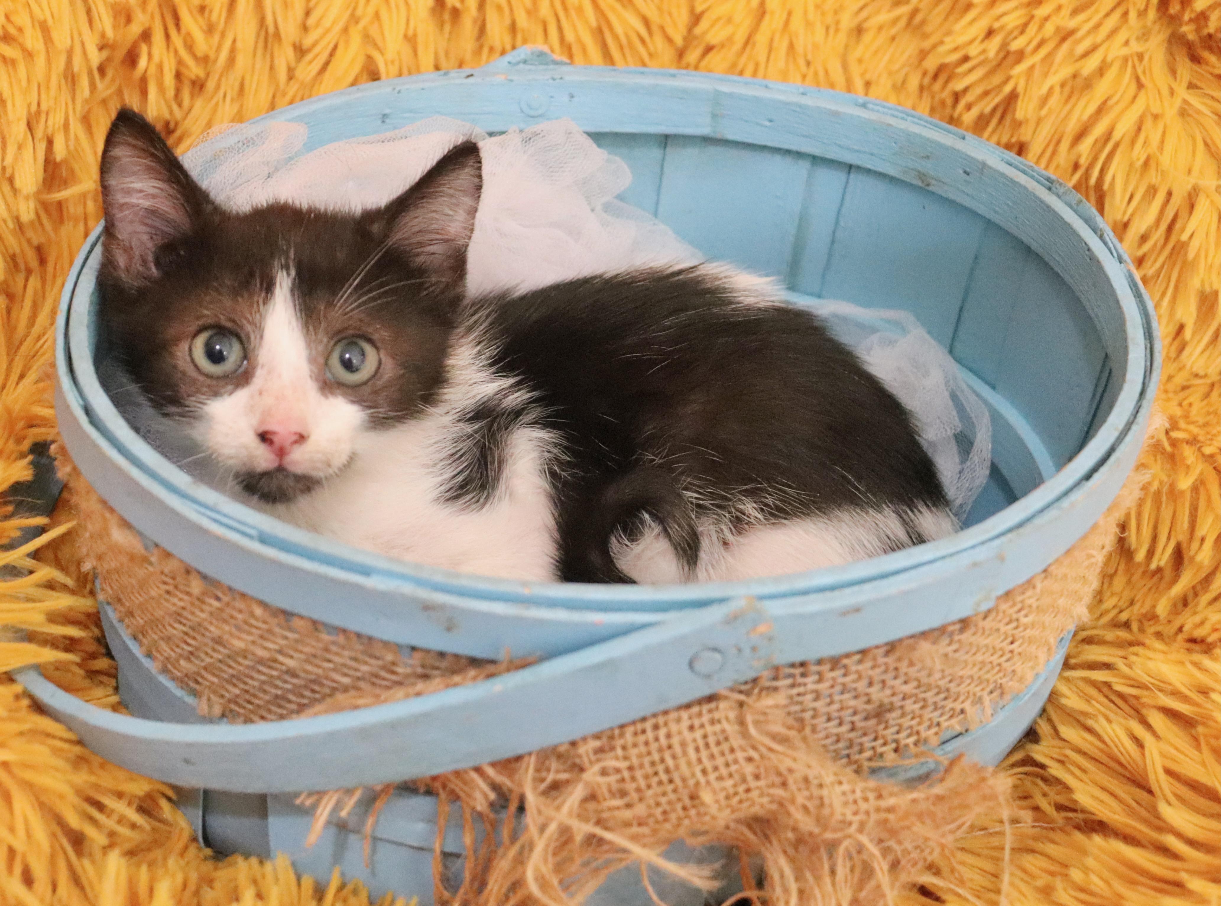 Enlarge Cane, a Adoptable mixed breed in Saint Augustine, FL image 3/6