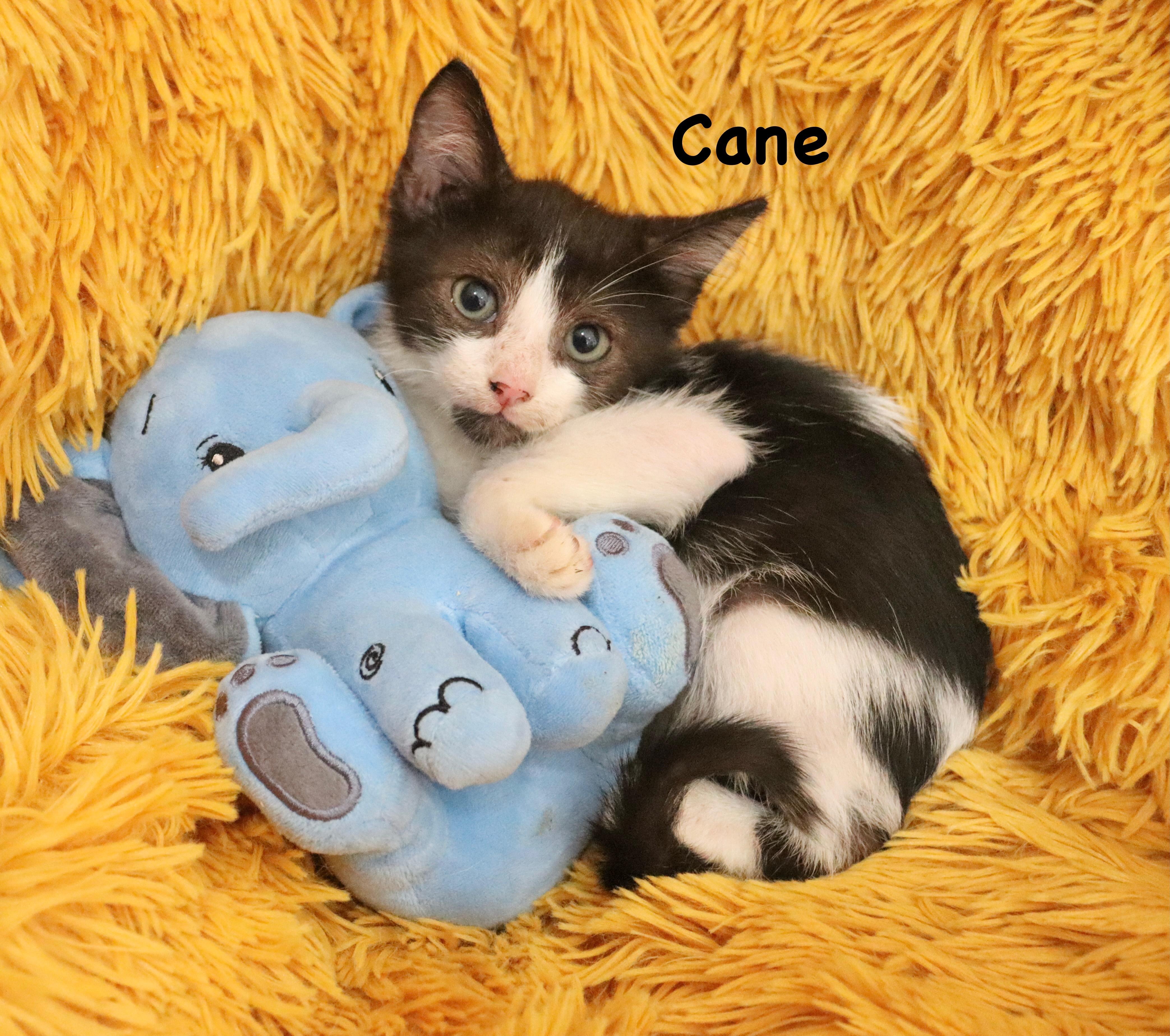 Enlarge Cane, a Adoptable mixed breed in Saint Augustine, FL image 1/6