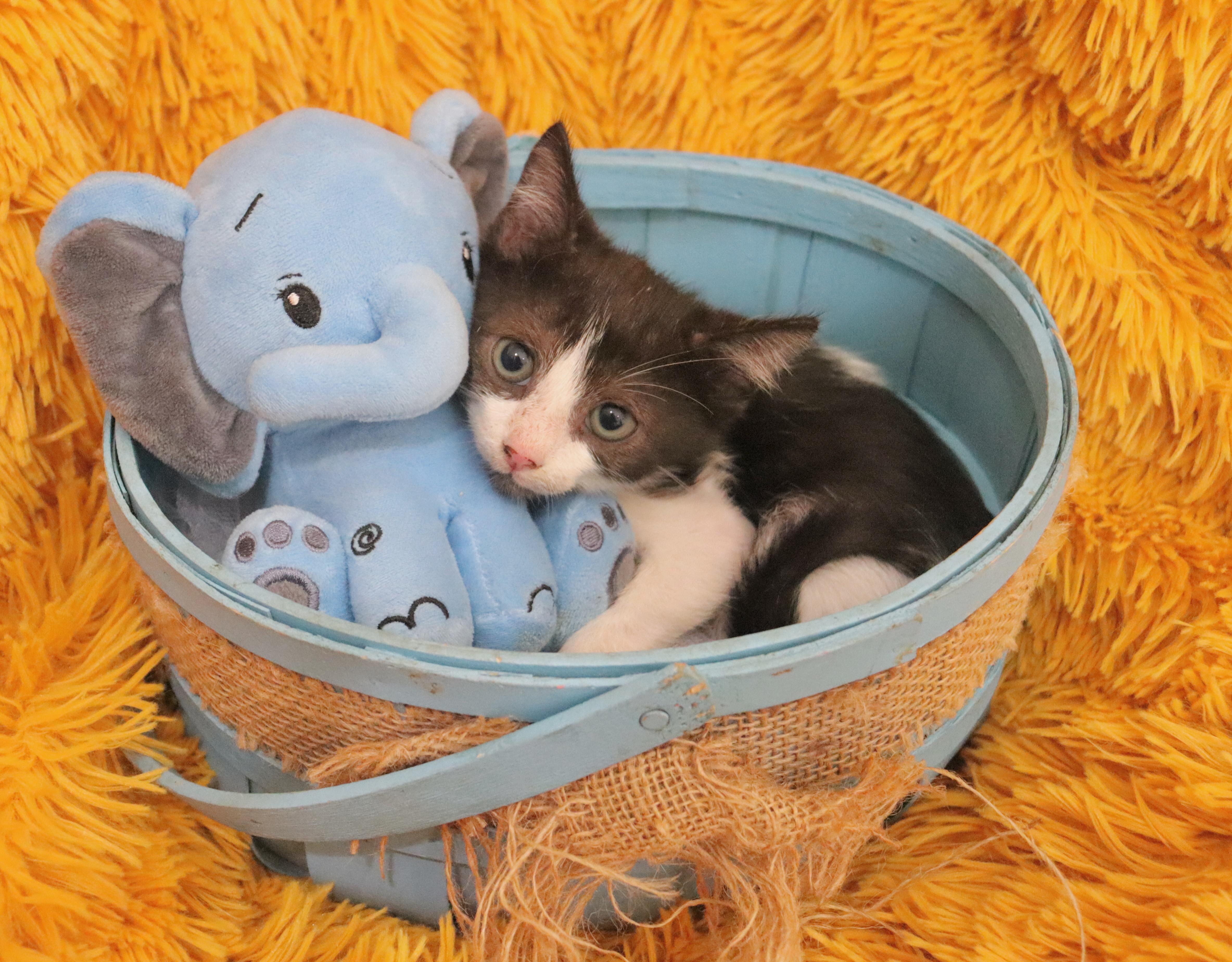 Enlarge Cane, a Adoptable mixed breed in Saint Augustine, FL image 4/6