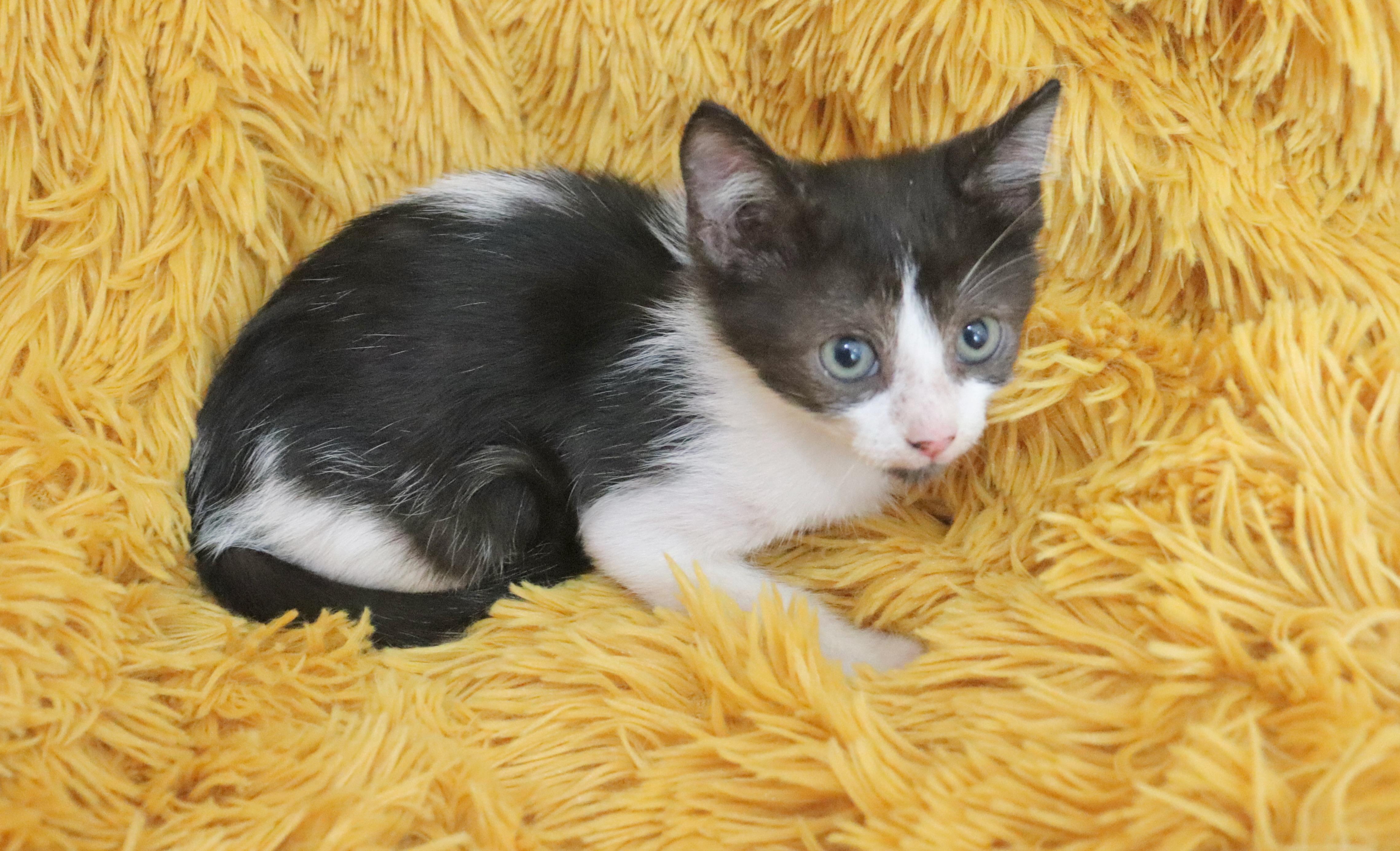 Enlarge Cane, a Adoptable mixed breed in Saint Augustine, FL image 5/6