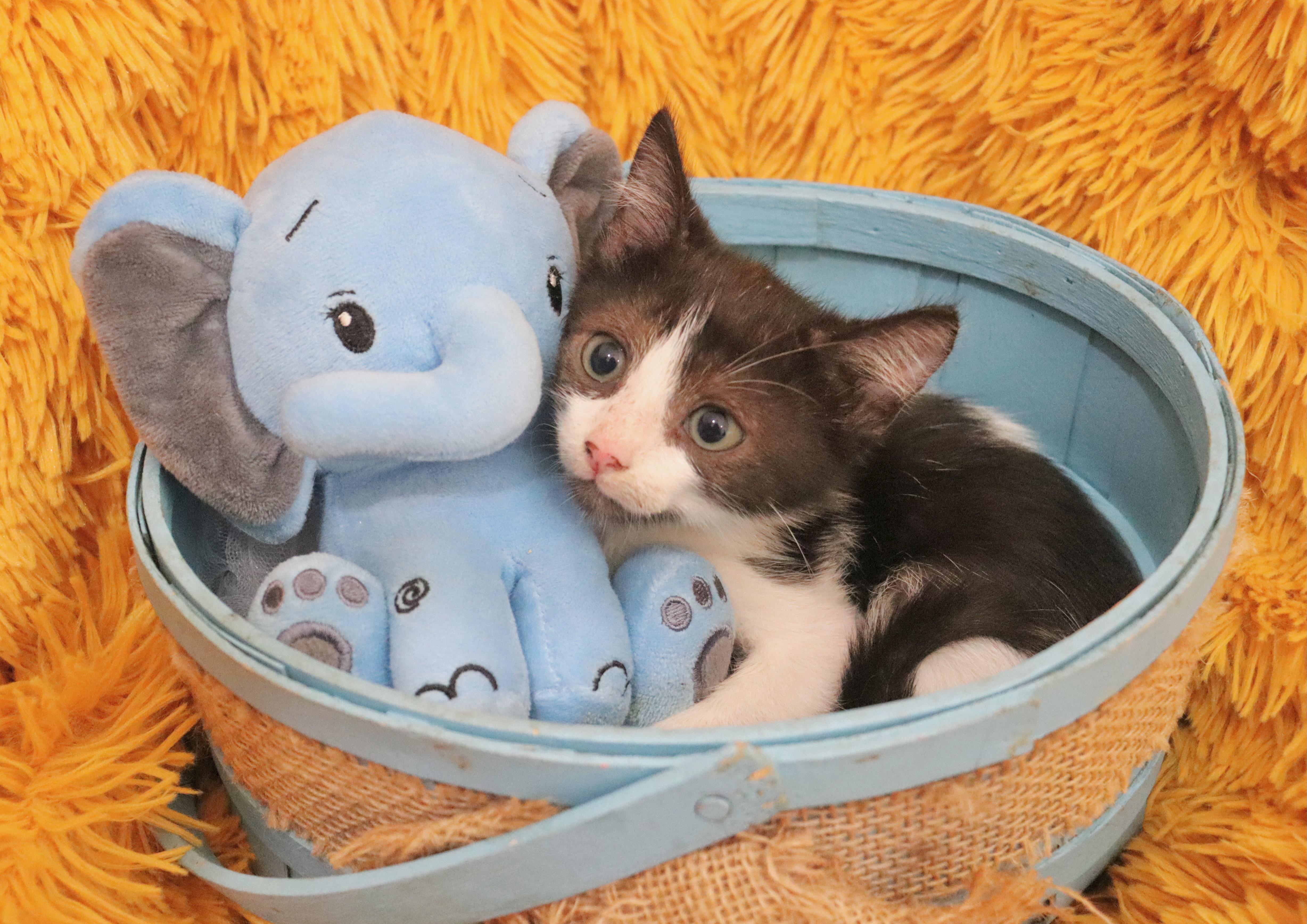 Enlarge Cane, a Adoptable mixed breed in Saint Augustine, FL image 6/6