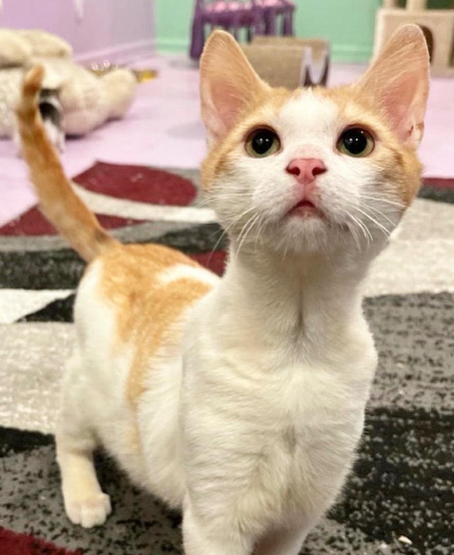 Saturn, Adopted, Young Male Domestic Short Hair.