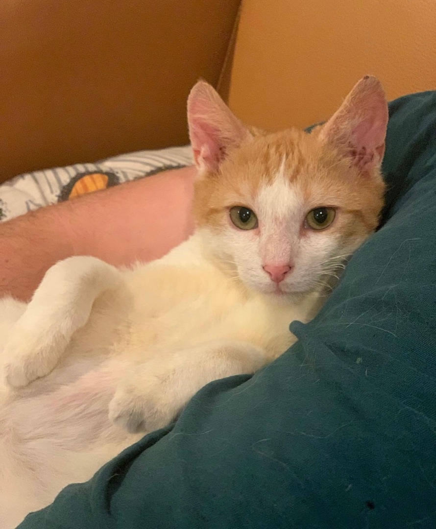 Enlarge Saturn, a Adopted Domestic Short Hair in Philadelphia, PA image 2/6