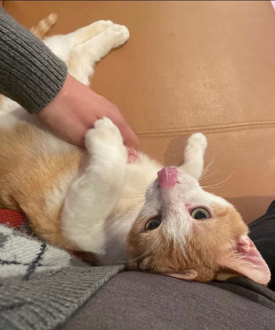 Enlarge Saturn, a Adopted Domestic Short Hair in Philadelphia, PA image 3/6