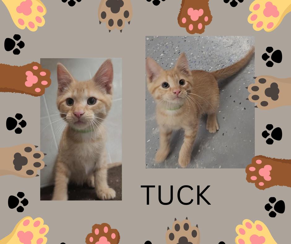 Tuck