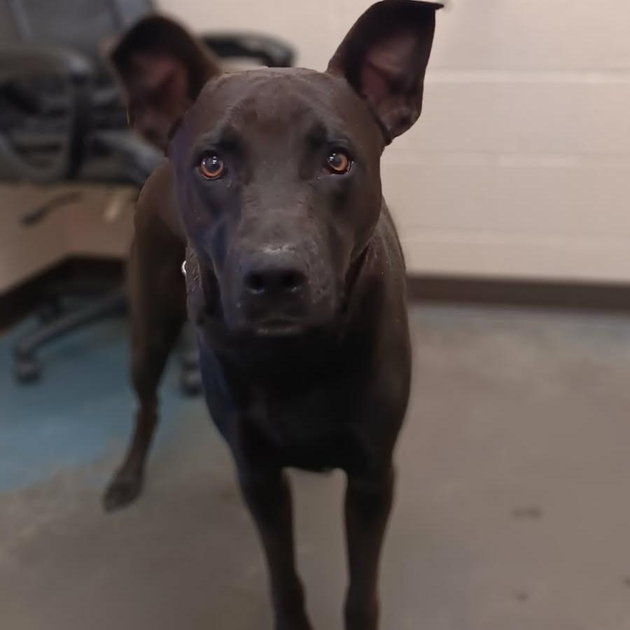 Orion, Adoptable, Adult Male Mixed Breed.