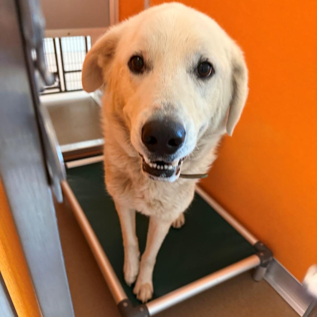 Alsan, Adoptable, Adult Male Great Pyrenees.