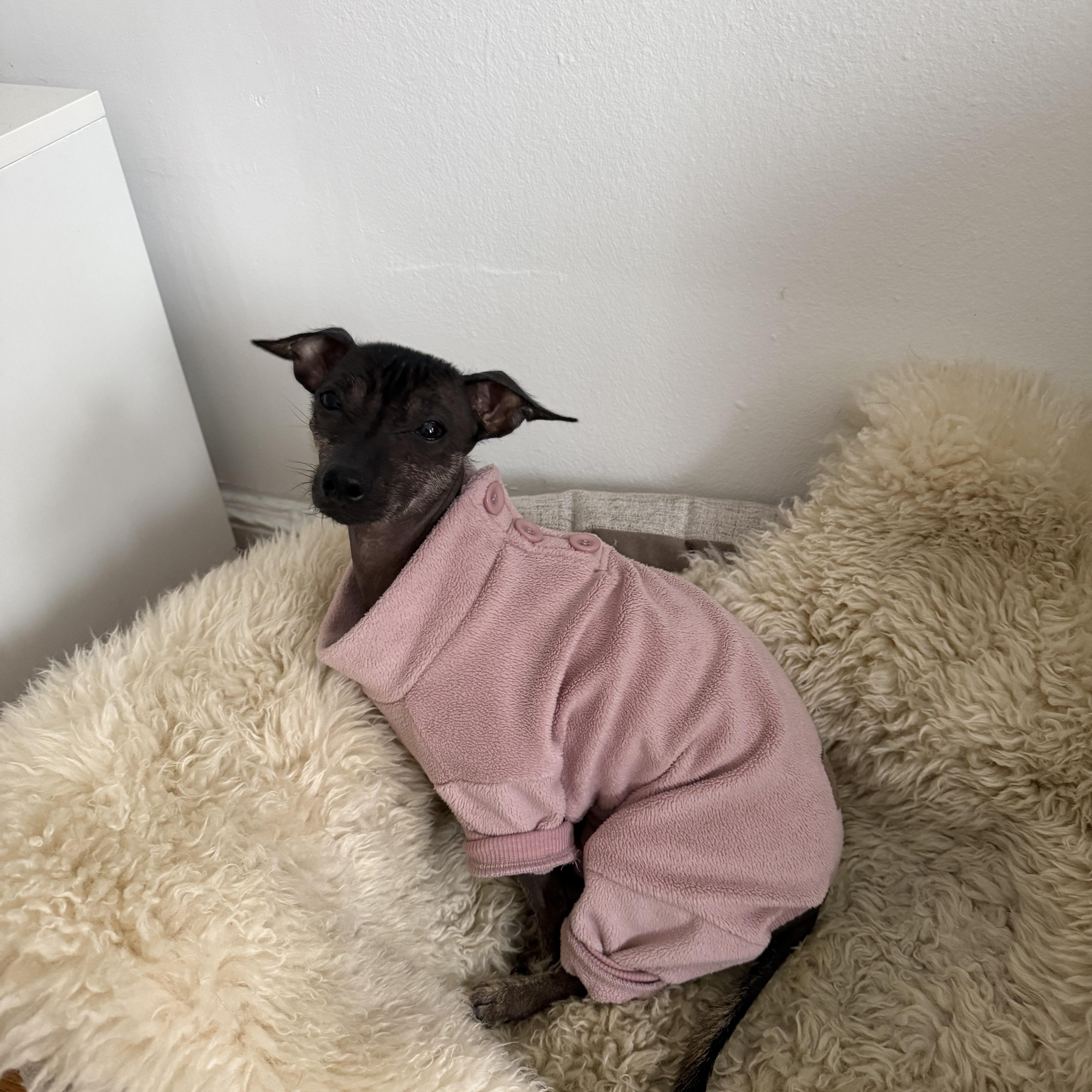 Enlarge Chunky, a Adoptable Xoloitzcuintli / Mexican Hairless in Brooklyn, NY image 3/6