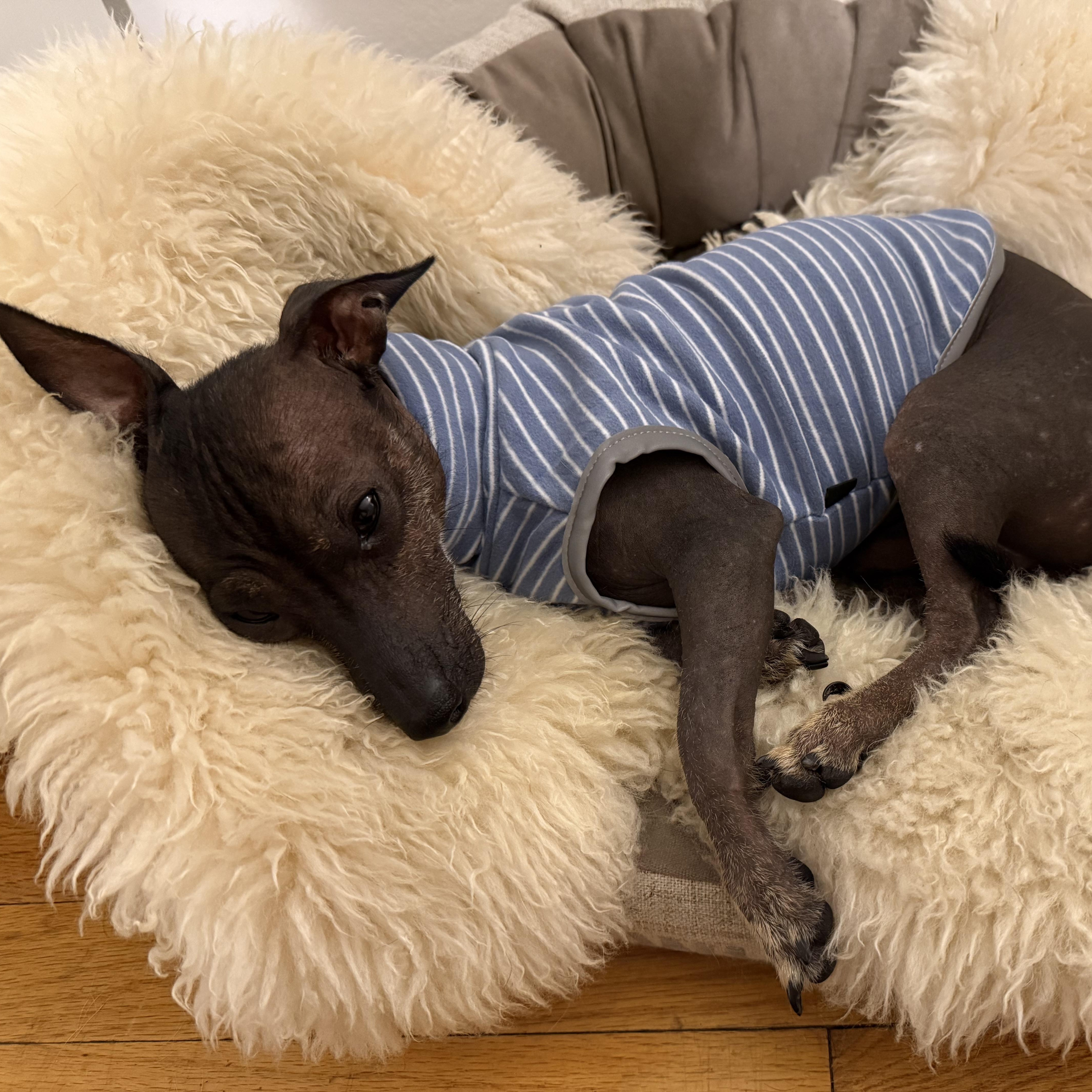 Chunky, Adoptable, Young Male Xoloitzcuintli / Mexican Hairless.