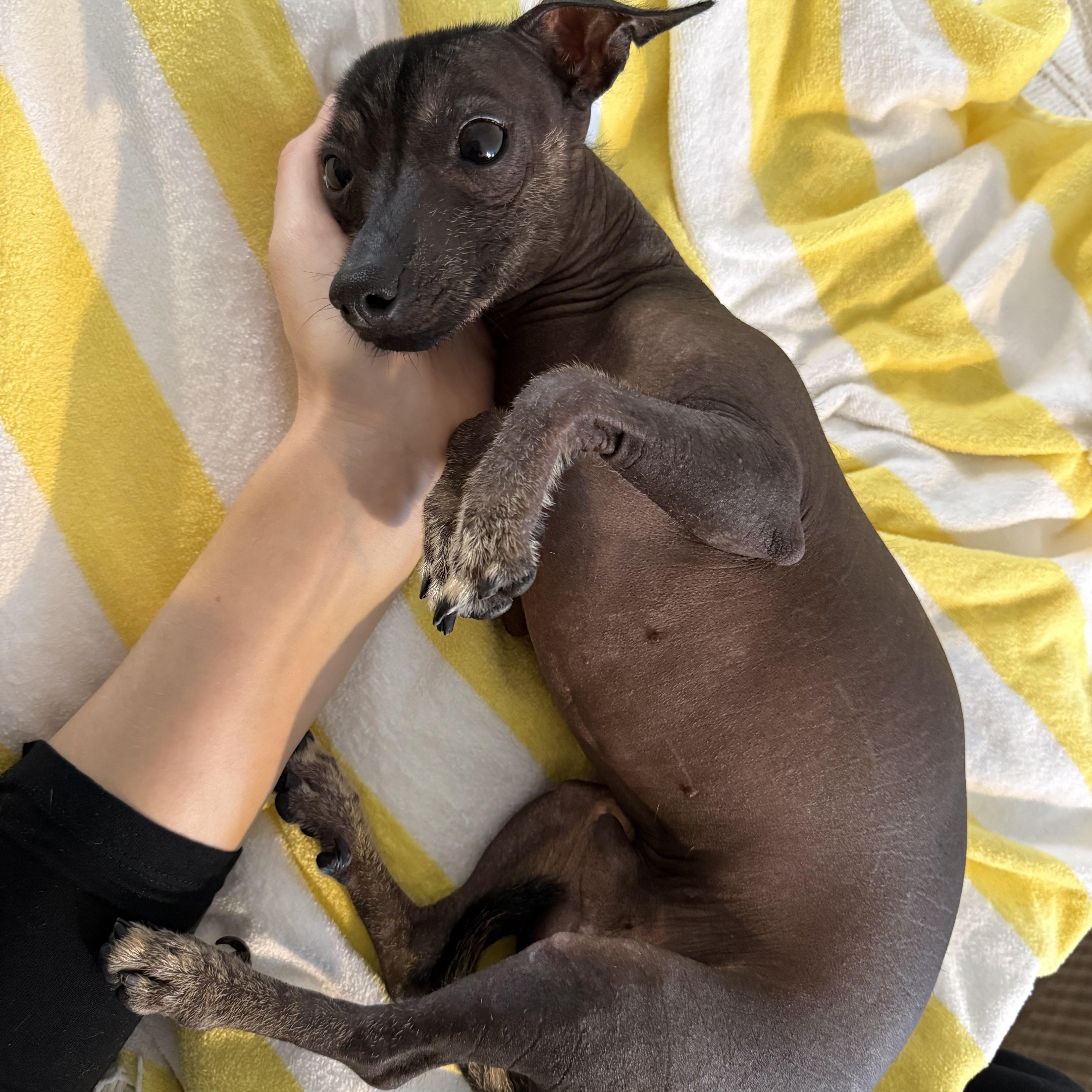 Enlarge Chunky, a Adoptable Xoloitzcuintli / Mexican Hairless in Brooklyn, NY image 2/6