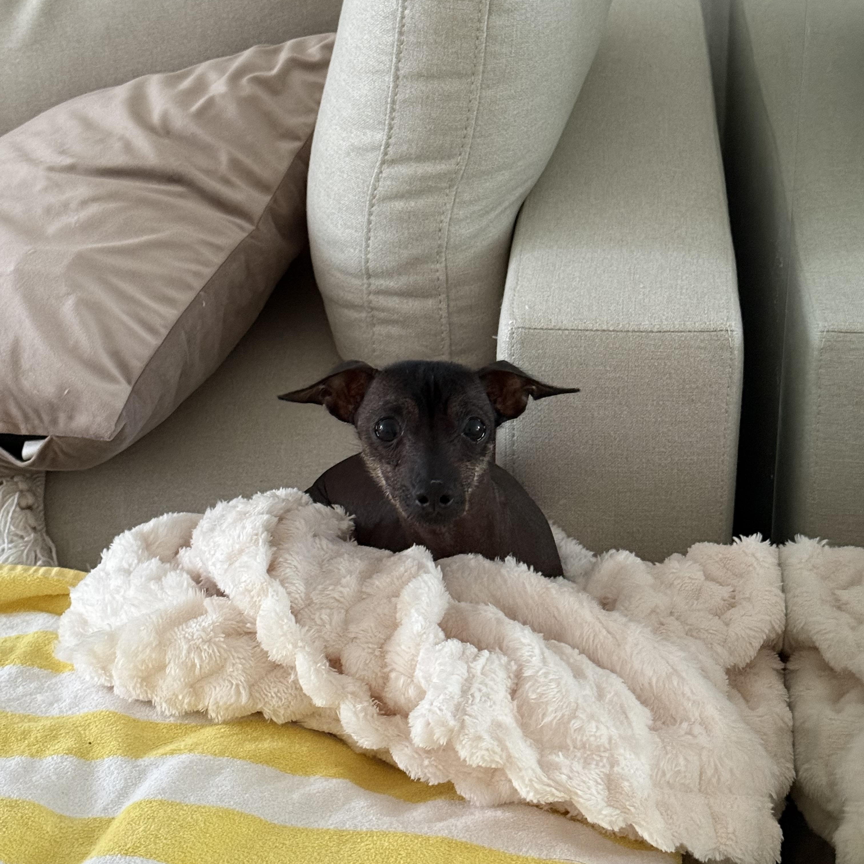 Enlarge Chunky, a Adoptable Xoloitzcuintli / Mexican Hairless in Brooklyn, NY image 4/6