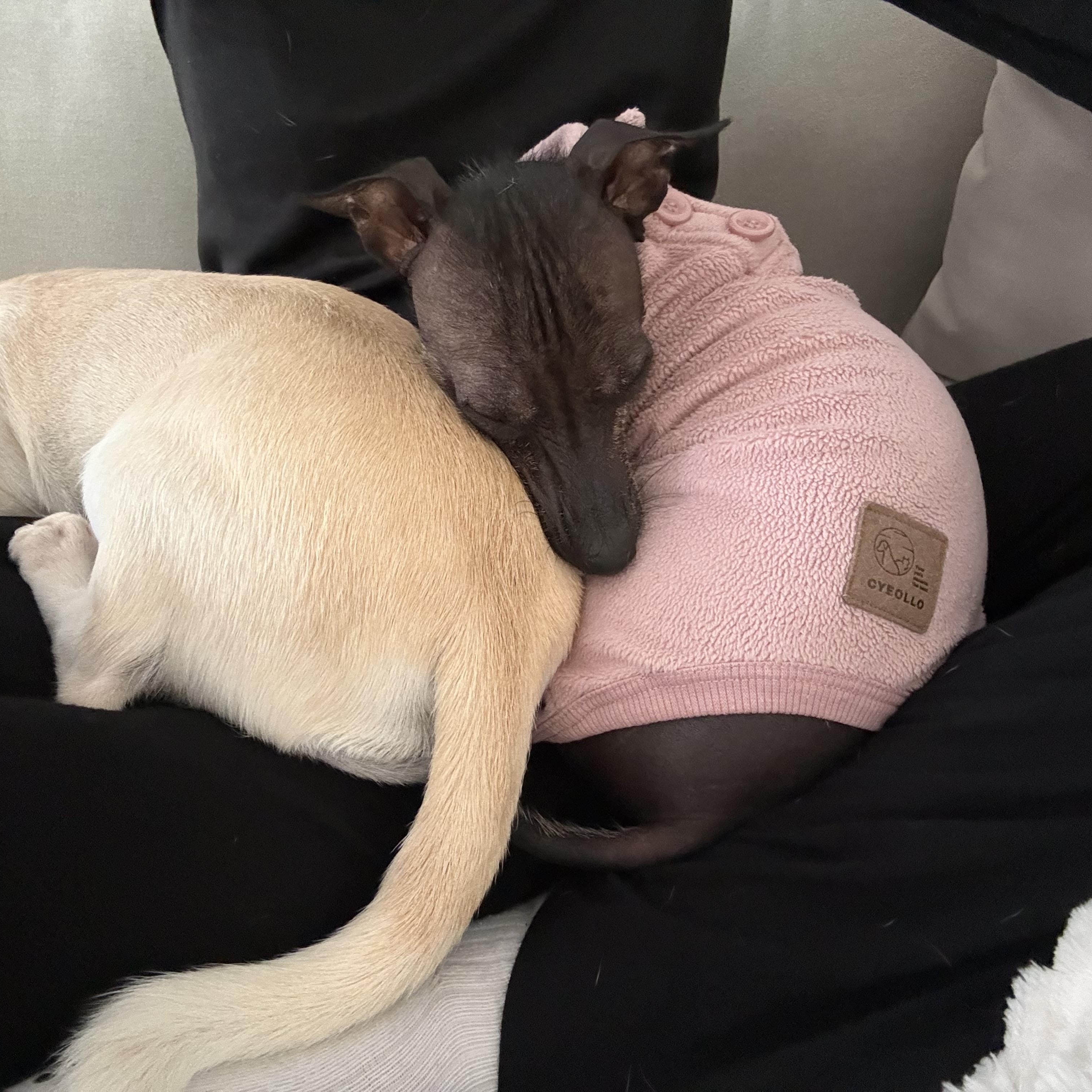 Enlarge Chunky, a Adoptable Xoloitzcuintli / Mexican Hairless in Brooklyn, NY image 6/6